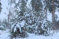 Many small coniferous green pine trees in white snow Royalty Free Stock Photo