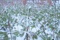 many small coniferous green pine trees in white snow Royalty Free Stock Photo