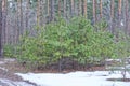 many small coniferous green pine trees in white snow Royalty Free Stock Photo