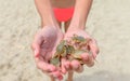 Many small crabs caught in the sea in the hands of a girl on the beach. Close-up.
