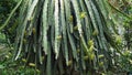 Many small dragon fruits on dragon fruit pillars Royalty Free Stock Photo