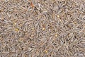 Many small dried cumin seed. Food seasoning backgrounds