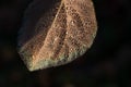 Drops on the leaf