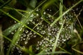 Drops of dew on a web in the grass Royalty Free Stock Photo