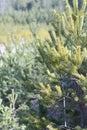 Many small evergreen and coniferous spruce trees growing on a hill. Young spruce trees planted for reforestation. Close-up of