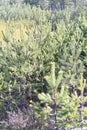 Many small evergreen and coniferous spruce trees growing on a hill. Young spruce trees planted for reforestation. Close-up of
