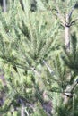 Many small evergreen and coniferous spruce trees growing on a hill. Young spruce trees planted for reforestation. Close-up of Royalty Free Stock Photo