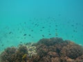 Many small exotic marine fish swimming over coral reef Royalty Free Stock Photo