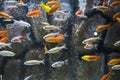 Many small fishes in aquarium. Royalty Free Stock Photo