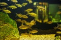 Many small fishes in aquarium. Royalty Free Stock Photo