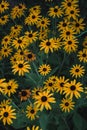 Many small flowers in one flower bed grow and smell. Beautiful yellow flowers with a black center. Rudbeckia, Echinacea Royalty Free Stock Photo