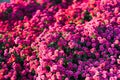 Many small flowers purple or pink chrysanthemums in the autumn garden Royalty Free Stock Photo