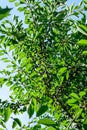 Many small fresh red sour cherries and green leaves in a tree orchard in a garden in a sunny summer day, beautiful outdoor Royalty Free Stock Photo