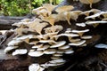 Many small fruit midges sit on mushrooms.