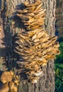 Many small fungi together on the bark of a tree Royalty Free Stock Photo