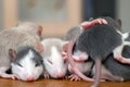 Many small funny baby rats warming together one on top of another Royalty Free Stock Photo