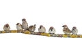 small funny birds sparrows are sitting on a branch on a white isolated background Royalty Free Stock Photo