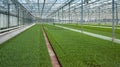 Many small green cabbage plants in a modern greenhouse