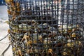 Many of the small green crabs are in the basket in the harbor by Atlantic Ocean. Fishermen use crabs as a bait for octopuses