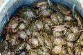 Many of the small green crabs are in the basket in the harbor by Atlantic Ocean. Fishermen use crabs as a bait for octopuses