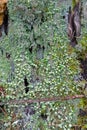 Many small green Cup Lichen and Devil`s Matchsticks lichen growi