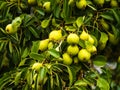 many small green-yellow pears Royalty Free Stock Photo