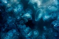 Many small jellyfish Aurelia aurita in Black sea. Crimea Royalty Free Stock Photo