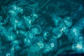 Many small jellyfish Aurelia aurita in Black sea. Crimea Royalty Free Stock Photo