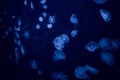 Many jellyfishes illuminated with blue light swimming in aquarium.