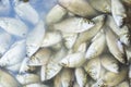 many small live carp in a drying pond.