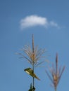 Many small male flowers make up the male inflorescence, called the tassel on maize plant in field against blue sky with one cloud Royalty Free Stock Photo