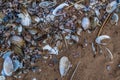 Many small multi-colored blue pink purple river seashells and pebbles lie in sand on beach of Baltic sea, Royalty Free Stock Photo