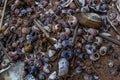 many small multi-colored blue pink purple river seashells and pebbles lie in sand on coast of Baltic sea Royalty Free Stock Photo