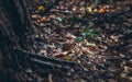 Many small mushrooms grow in the leaves near the tree. Defocus and fabulous toning