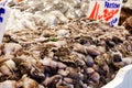 Many small octopuses on ice in the market. The concept of sea food. Horiontal rintation. Royalty Free Stock Photo