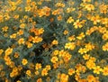 Many small orange flowers on a background of prickly green