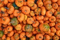 Small orange \'Jack Be Little\' pumpkins Royalty Free Stock Photo