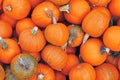 Many small `Little Halloween` carving pumpkins Royalty Free Stock Photo