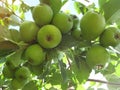 Many, many small pears, like a bunch of grapes hanging on a branch. Royalty Free Stock Photo