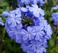 Many small petala of plumbago flowering plant Royalty Free Stock Photo