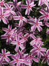 Many small pink flowers. Rich alpine flora close-up. Amazing bright pink flowers of blooming on green background