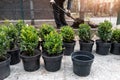 Many small plastic pots with fresh evergreen buxus boxwood bushes prepared for planting at ornamental garden along house