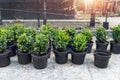 Many small plastic pots with fresh evergreen buxus boxwood bushes prepared for planting at ornamental garden along house