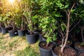 Many small plastic pots with rhododendron azalea flower bushes prepared for planting ornamental garden meadow sunny day Royalty Free Stock Photo