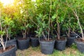 Many small plastic pots with rhododendron azalea flower bushes prepared for planting ornamental garden meadow sunny day Royalty Free Stock Photo