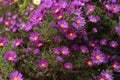 Many small purple flowers of asters with green leaves on a wilting bush Royalty Free Stock Photo