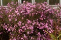 Many small purple flowers of asters with green leaves on a wilting bush Royalty Free Stock Photo