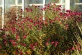 Many small purple flowers of asters with green leaves on a wilting bush in an autumn park Royalty Free Stock Photo