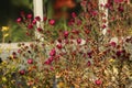 Many small purple flowers of asters with green leaves on a wilting bush in an autumn park Royalty Free Stock Photo