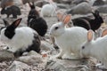 Many small rabbits